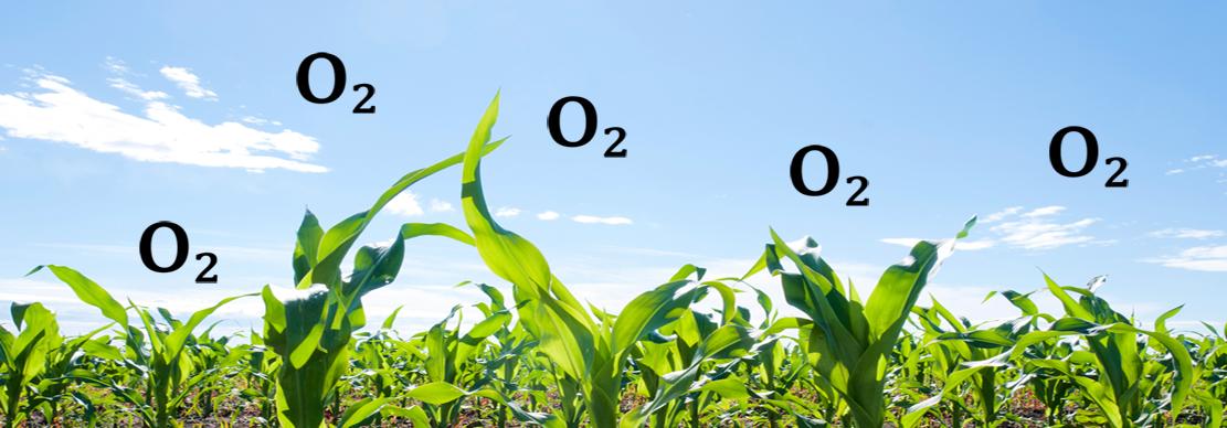 Care trees and grow oxygen 