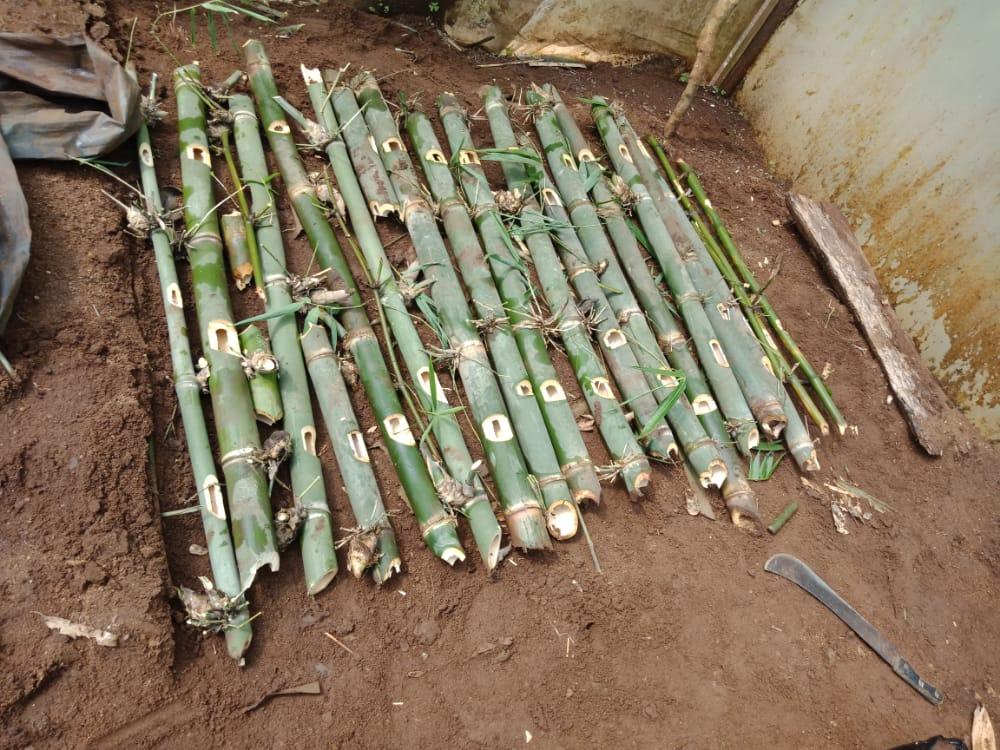 Bamboo tree seedlings propagation