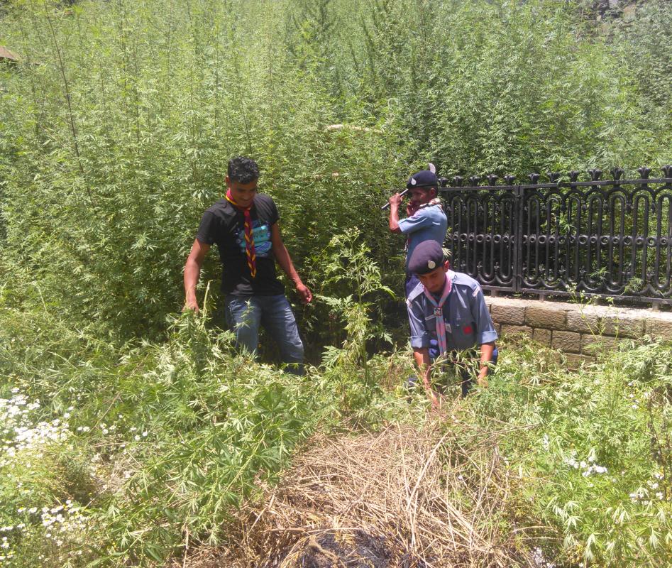 bhang ukhado aandolan in kullu city