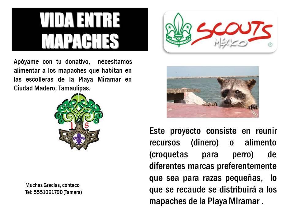 Vida entre mapaches 