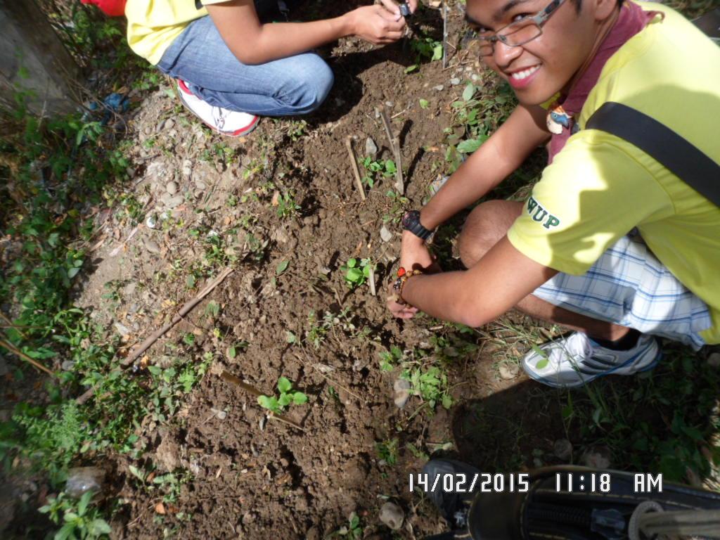 late upload Eggplant planting Cabanatuan city council NSTP