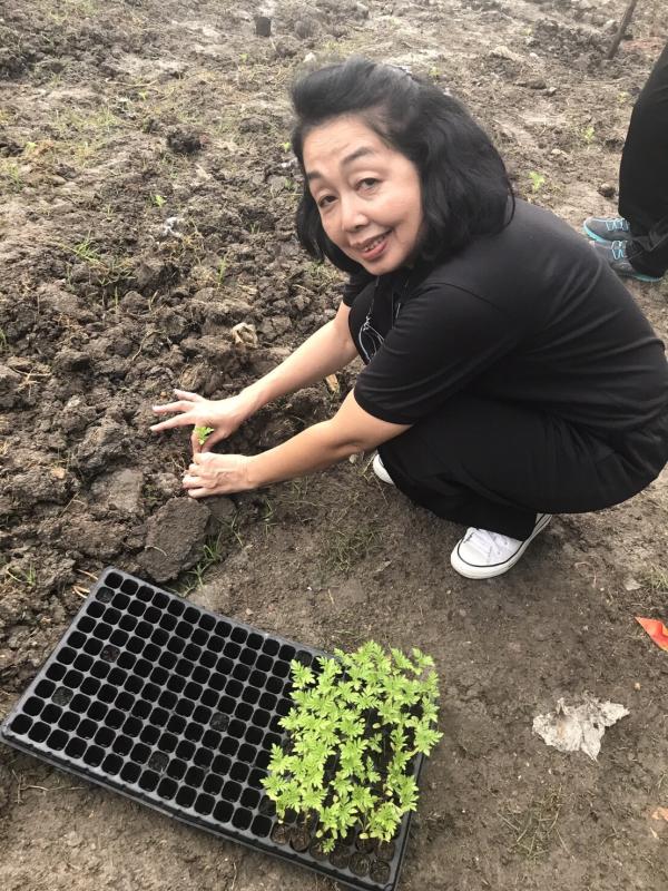 กิจกรรมปลูกดอกดาวเรือง