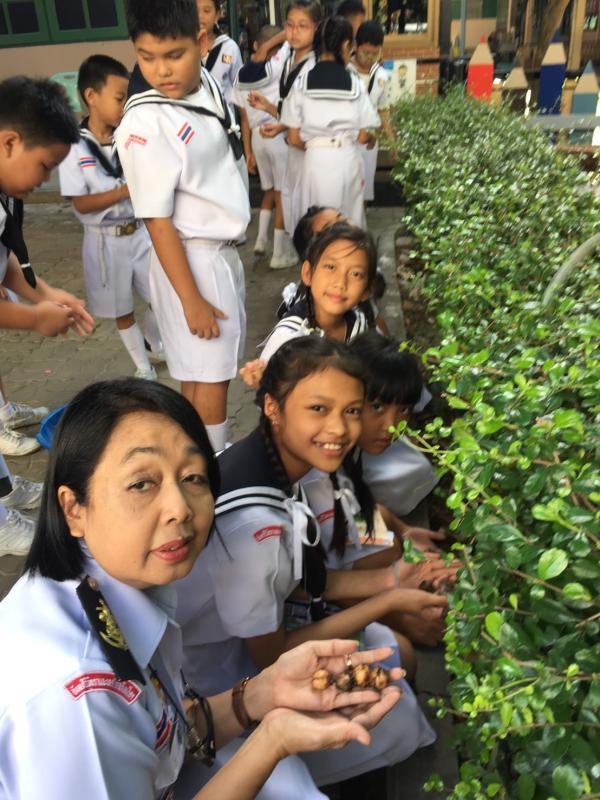 เก็บเมล็ดพันธุ์พืชเพื่อขยายพันธุ์