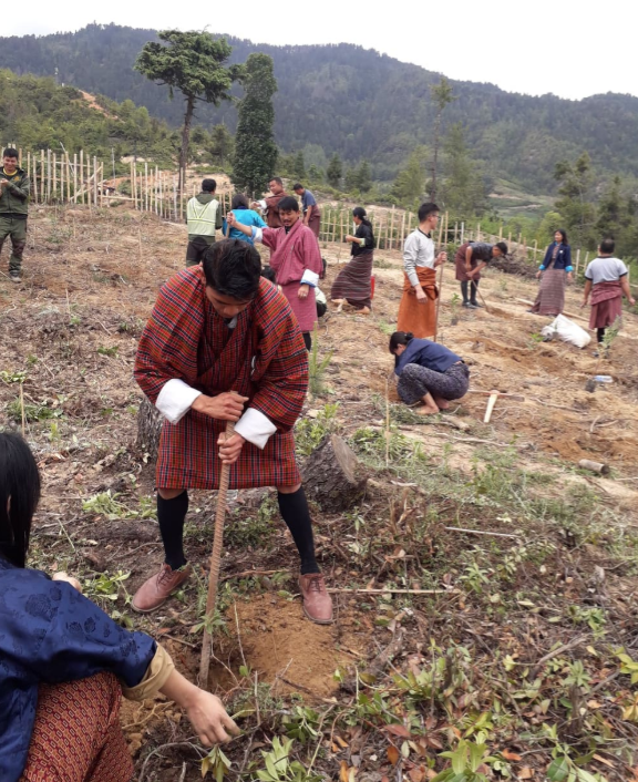 Plantation at Pangbisa