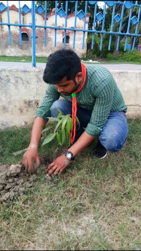 Tree plantetion