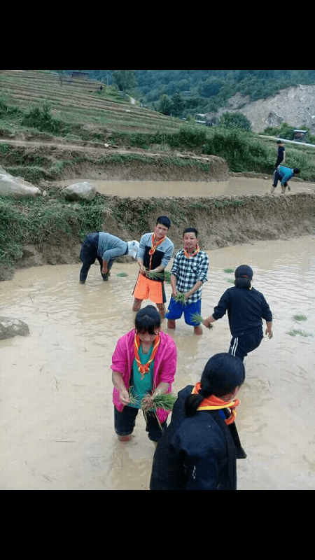Paddy cultivation