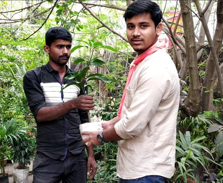 Tree Plantation