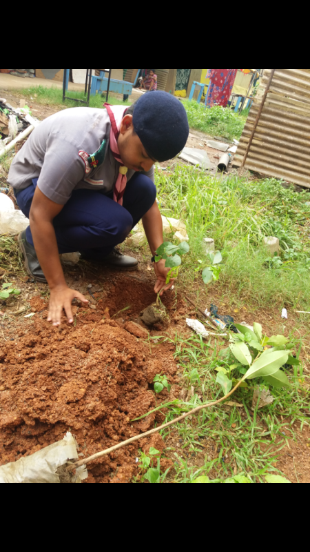 Plantation 