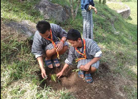 Tree plantation 