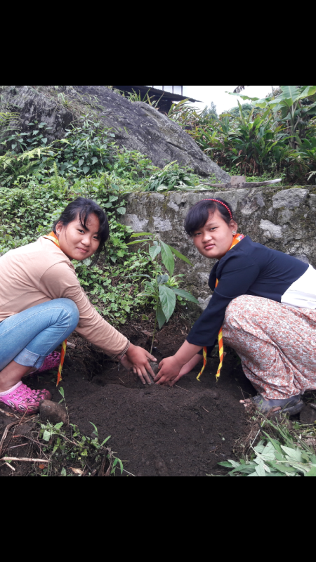 Avocado plantation