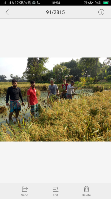দারিদ্র্য কৃষকের ধান কর্তন