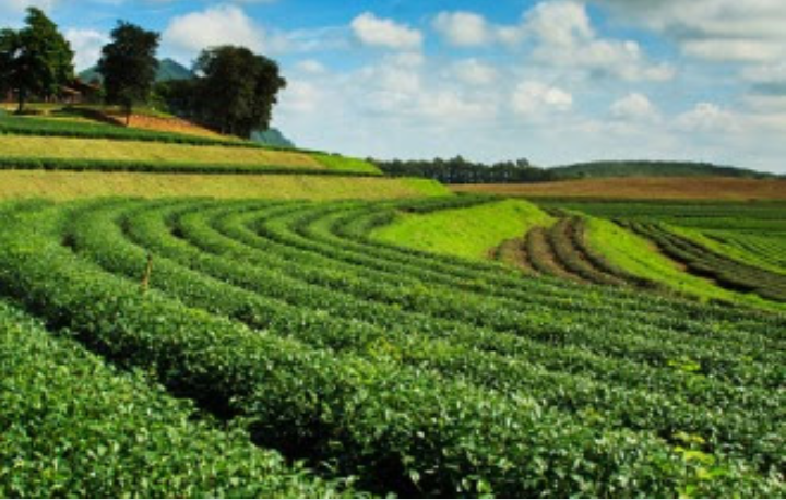plantation