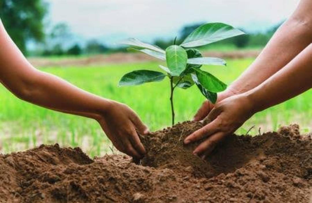  Tree Plantation Programme 2019