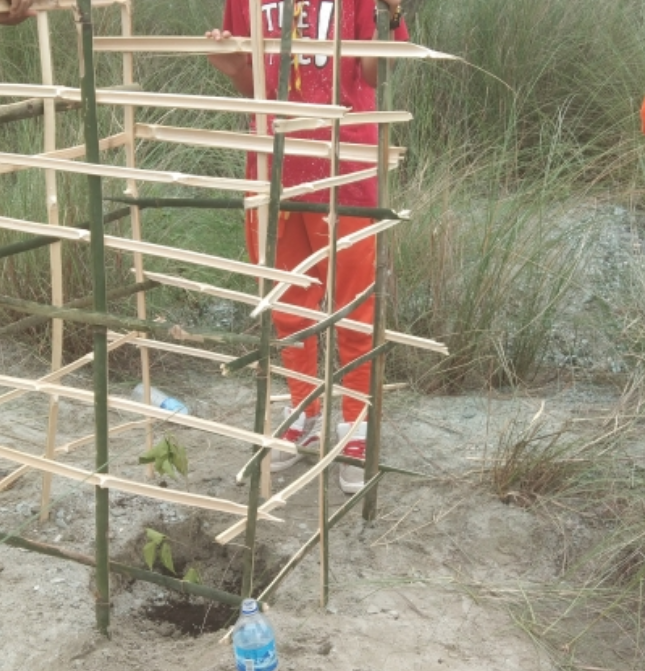 plant trees for better life