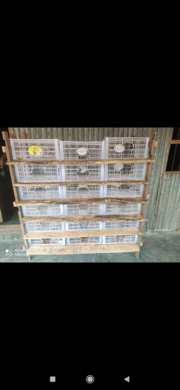 কবুতর পালনের জন্য প্লাস্টিকের খাঁচা দিয়ে ঘর তৈরি  কবুতর পালন আমার শখের কাজ । কবুতর পালনের জন্য আরো একটি ঘর/ খোপ   তৈরি করলাম। আমি এবং আমার সাথে আরো ২ জন বন্ধু । এই ঘরটি প্লাস্টিকের খাঁচা দিয়ে তৈরি করলাম। ফল-মূল বিক্রি করে যেসব খাঁচা দিয়ে তাই দিয়ে আমার