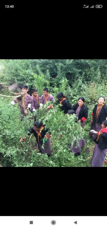 Uproot of marejuana plant
