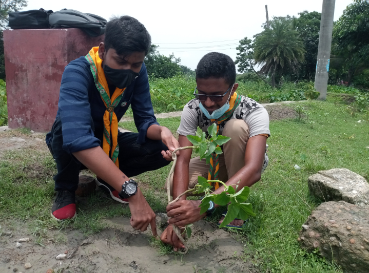 Tree plantation 