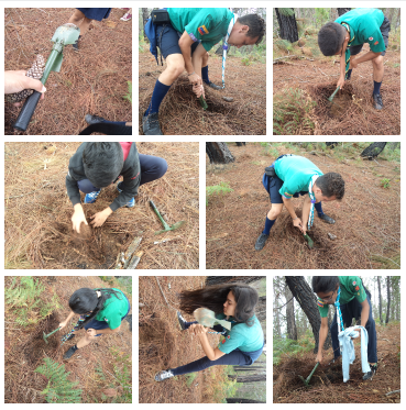 Pinos al Frió 