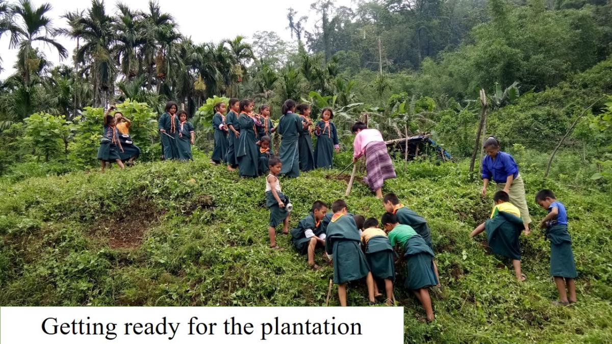 Plantation Programme
