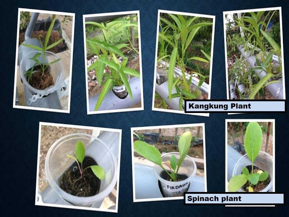 GREEN HYDROGARDEN PROJECT RESULT ( SWA UPDATE 12)