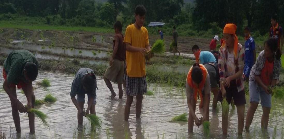 Paddy cultivation by Scouts