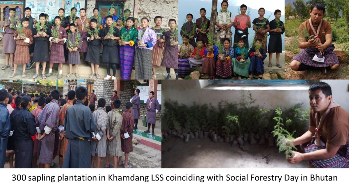 300 Sapling Plantation 