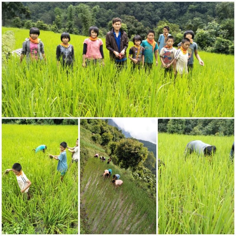 Improving Paddy's Production by Removing Weeds