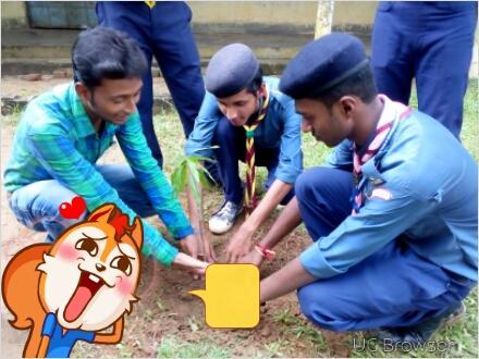 Tree plantation in our school