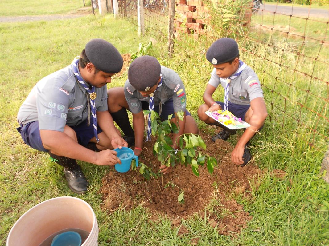 TREE PLANTATION