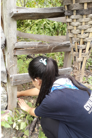 Plantation of trees