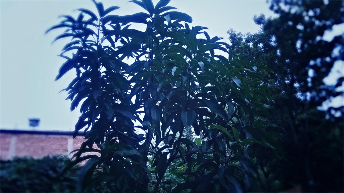 Tree Plantation
