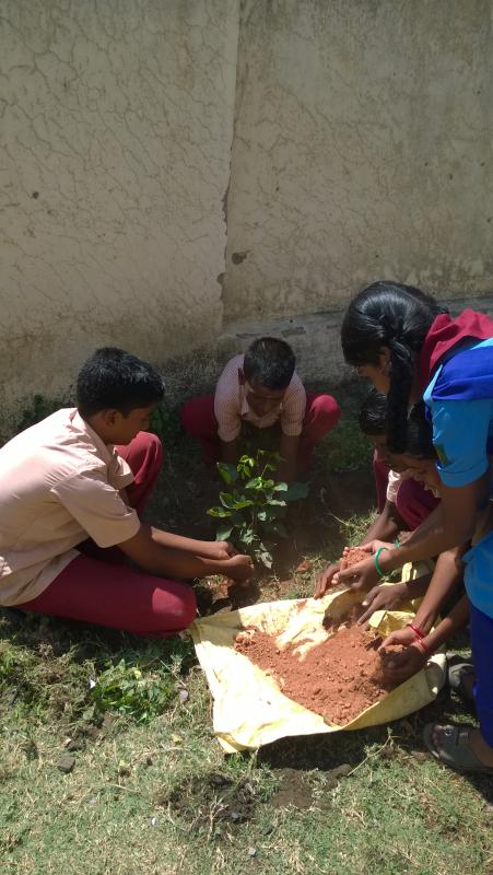 Tree  Planting 