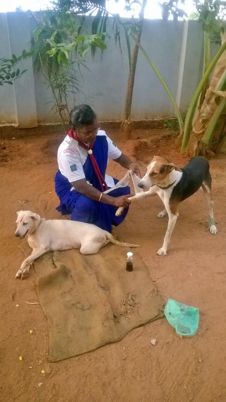 Taking  care of  animals 