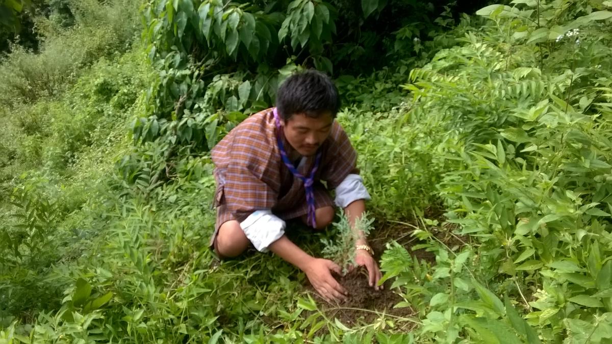 Adoption of tree