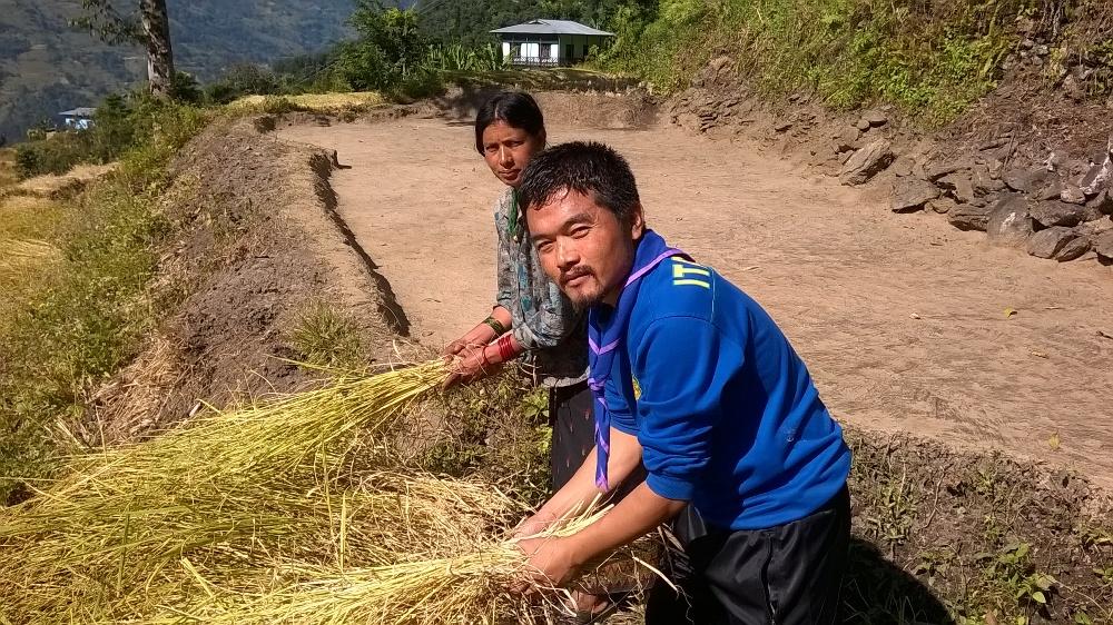 Paddy harvesting
