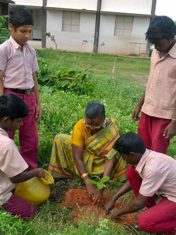 Tree  Plantation 