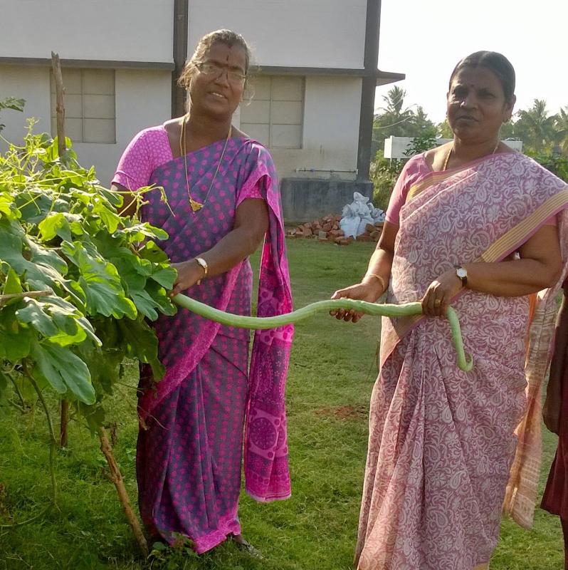 Kitchen  Garden 