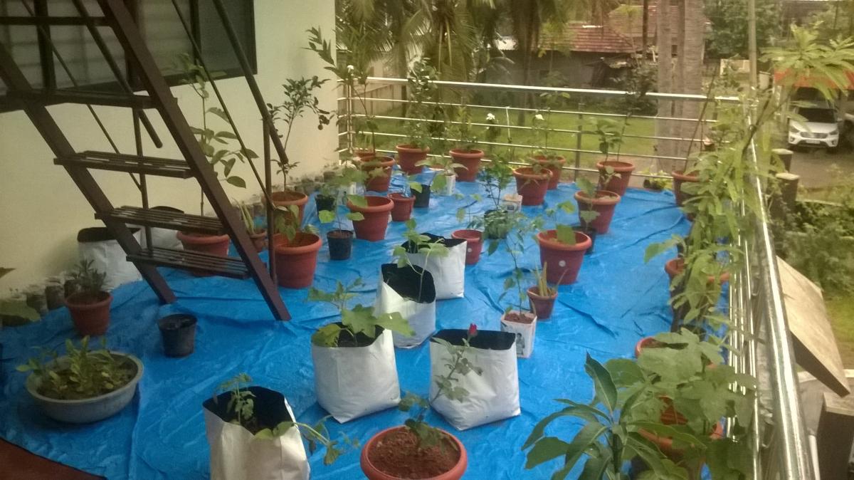 Roof Top Gardening