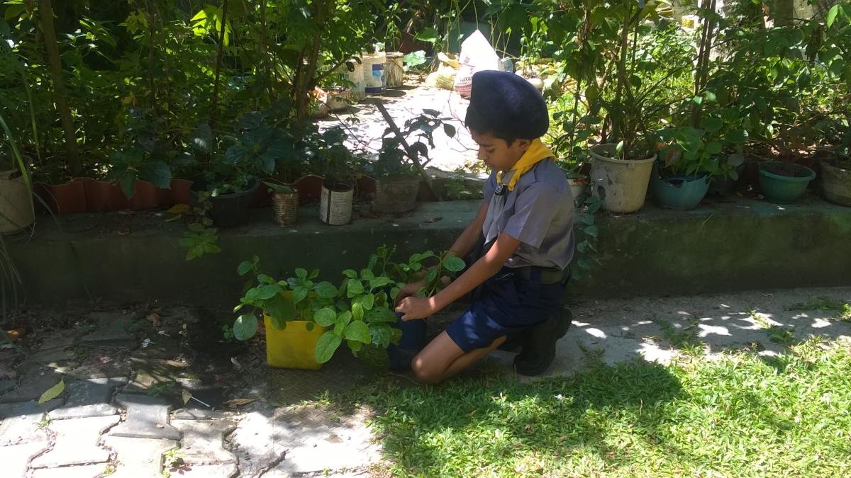 Planting Vegetables & fruits Plants in Pots