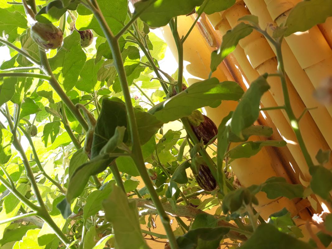 #Go organic