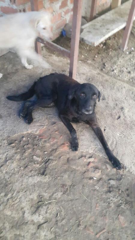 Auxiliando a Negrito