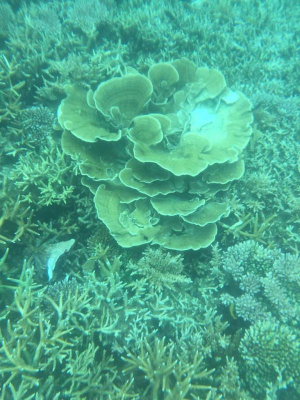 Helping coral lives