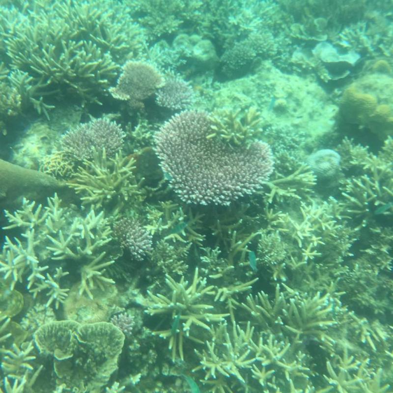 ROAD TO CORAL RESTORATION 4.0