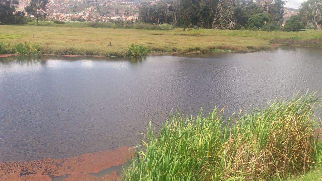 Proyecto de restauración del Humedal la libélula. (Biblioteca casa de la juventud)