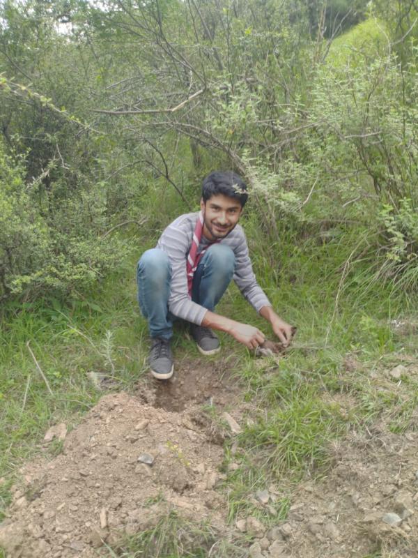 TREE PLANTATION 