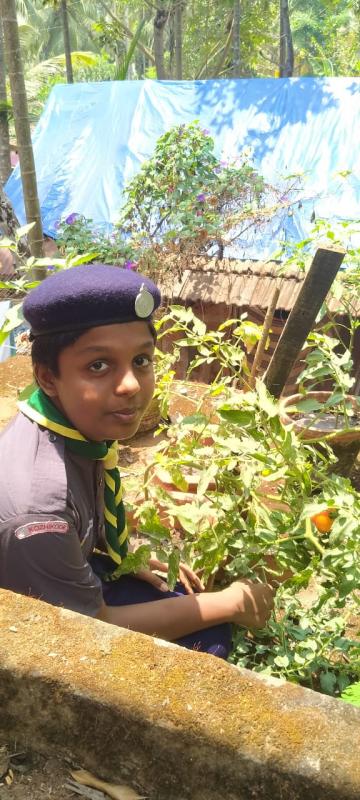 #bsgindia#stayathome#scouts4sdgs#plasticchallange#bsgptt#sankalpbyscoutguide SANKALP [B] Enviornment & Sustainbility Challange :4-#Goorganic- Scout Ajay krishna.P of 305th Kozhikpde St.Joseph's Scout Group, Kerala State Bharath Scouts and Guides
