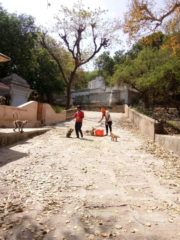 Vegetables distributed to the wild animals.