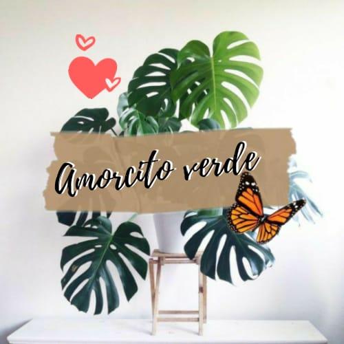 Amorcito Verde 