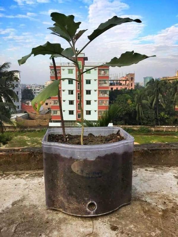 প্লাস্টিক টাইড টার্নার চ্যালেঞ্জ