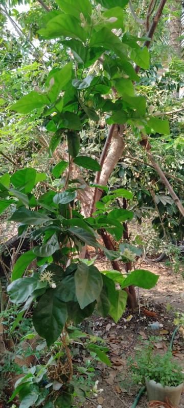 I am a Global Citizen